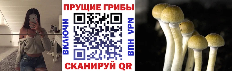 Псилоцибиновые грибы GOLDEN TEACHER  дарк нет как зайти  Алупка  блэк спрут онион 